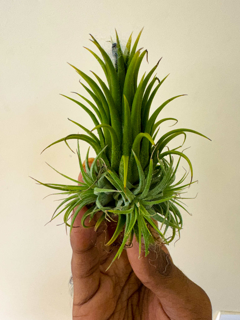 Air Plants
